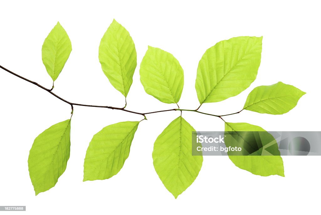 新鮮な緑の葉 - 枝のロイヤリティフリーストックフォト