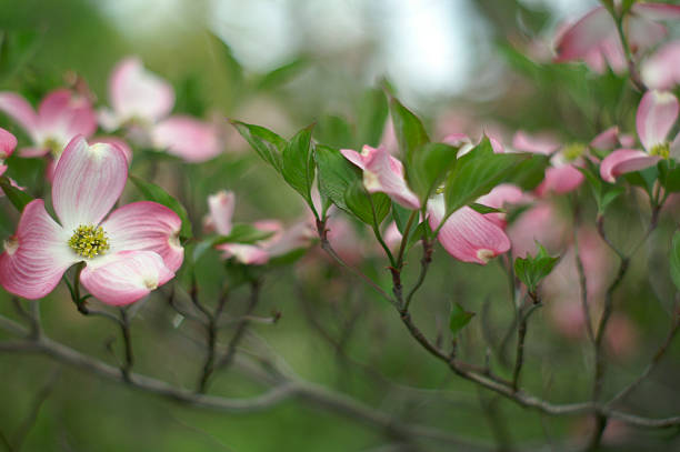 istock Pink Dogwood Abstract 182775972