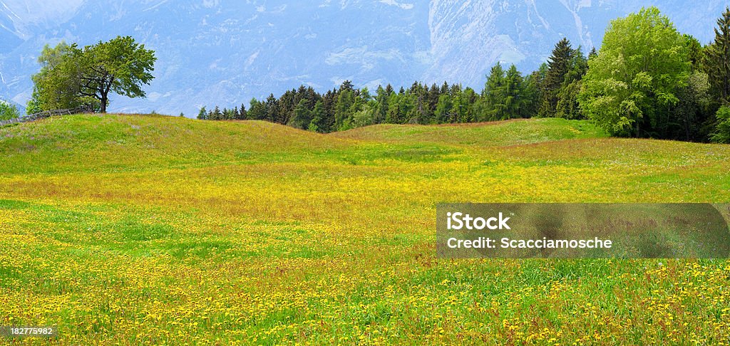 Colorido meadow - Foto de stock de Amarillo - Color libre de derechos