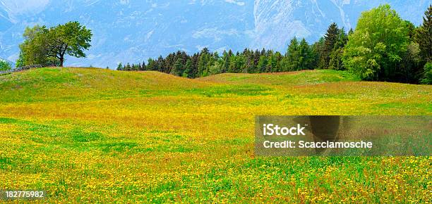 Colorido Meadow Foto de stock y más banco de imágenes de Amarillo - Color - Amarillo - Color, Boscaje, Flor