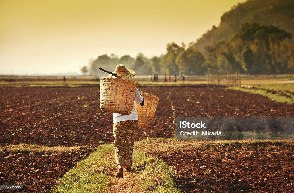 farmer 여자 아시아 - 로열티 프리 미얀마 스톡 사진