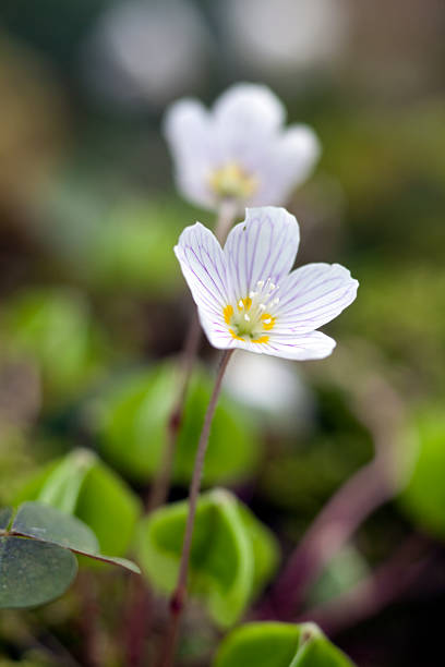 spring on the forest floor Wald-Sauerklee (Oxalis acetosella)spring on the forest floorSee my other wood sorrel stock pictures, royalty-free photos & images