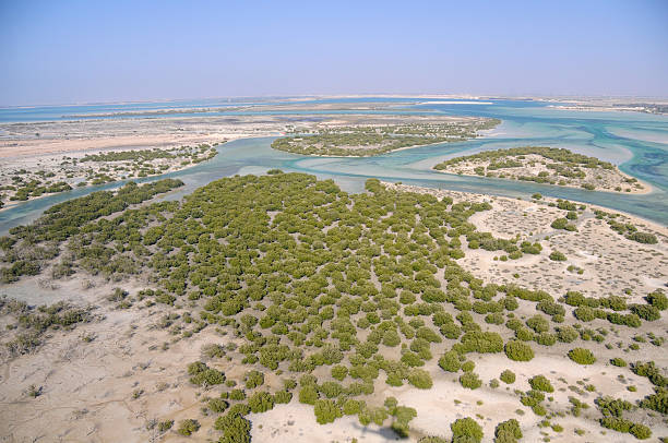 Unattended mangroves in Abu Dhabi