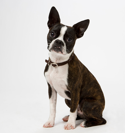 Young Boston Terrier.