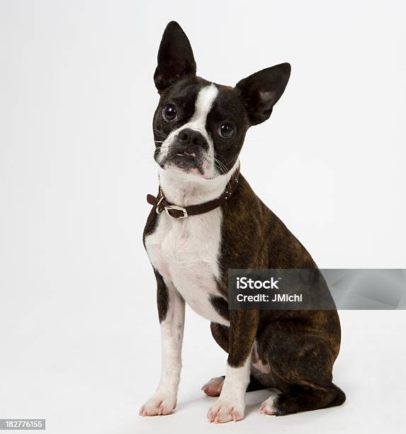 Boston Terrier Sitting In A Pose Stock Photo - Download Image Now - Boston Terrier, Pet Collar, White Background