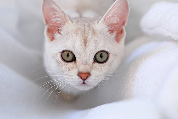 Close up of face of a Chocolate Shaded Burmilla kitten with big green eyes.Please see other images in this series in my portfolio.