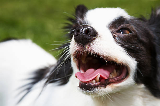 istock Dog Days of Summer 182776168