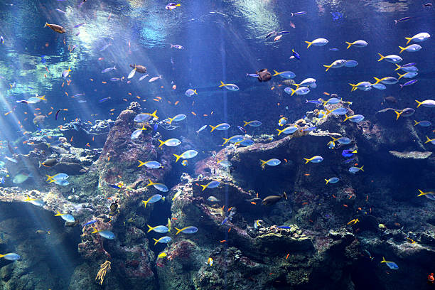 istock Sunlight streams through tank of blue tropical fish 182776175
