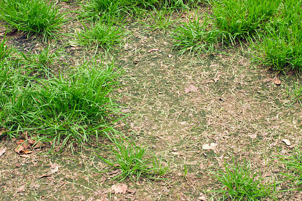 istock Unhealthy lawn 182776186