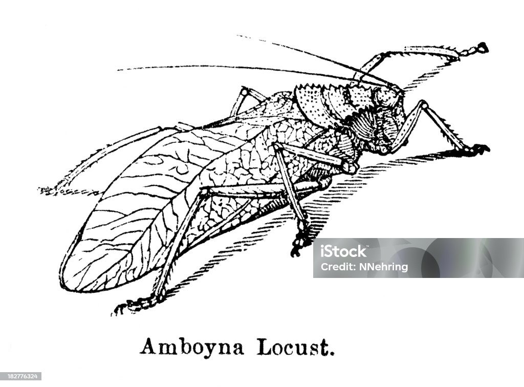 Grabado en madera de amboyna locust insecto en 1882 Reserve - Ilustración de stock de 1880-1889 libre de derechos
