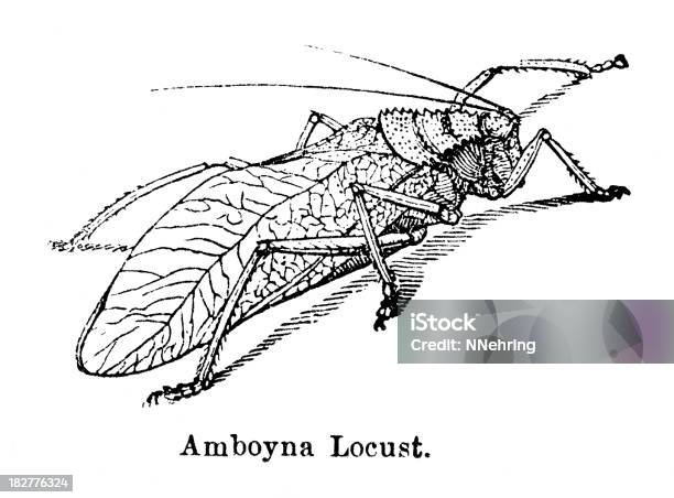Drewno Grawerunek Z Amboyna Locust Owad Z 1882 Książki - Stockowe grafiki wektorowe i więcej obrazów 1880-1889