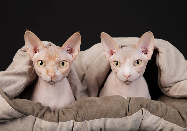 Sphynx Cat Couple Under the Covers stock photo