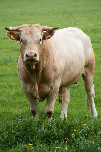 istock Swiss bull in meadow 182776524
