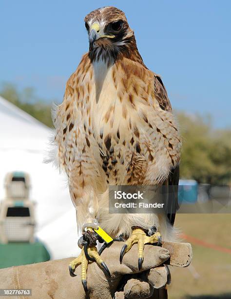 Falcão Em Sapatos Mão - Fotografias de stock e mais imagens de Animais caçando - Animais caçando, Animal, Animal selvagem