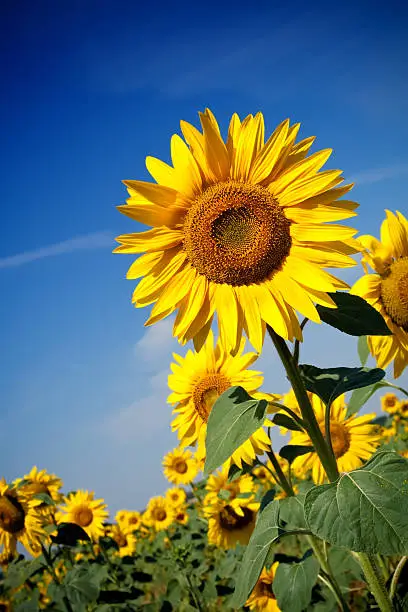 Field of Sunflowers under blue sky.