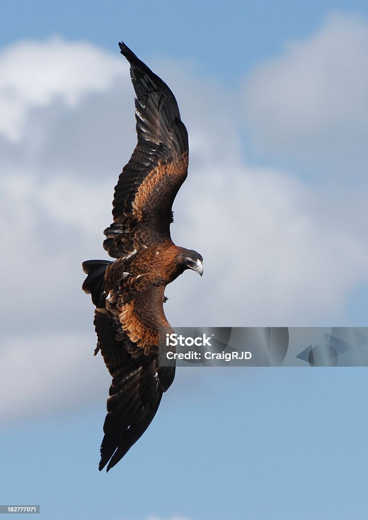 Wedge Tailed Eagle - Lizenzfrei Keilschwanzadler Stock-Foto