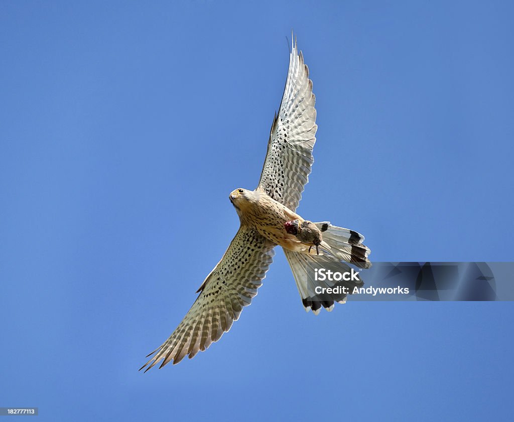 Common Turmfalke (Falco tinnunculus) - Lizenzfrei Turmfalke Stock-Foto