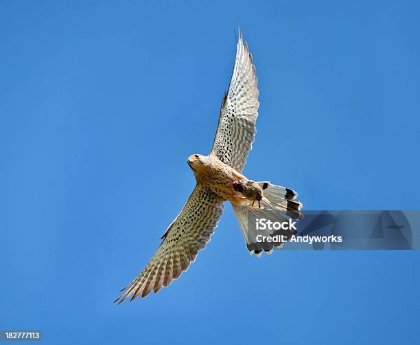 Common Turmfalke Stockfoto und mehr Bilder von Turmfalke - Turmfalke, Blau, Echter Falke