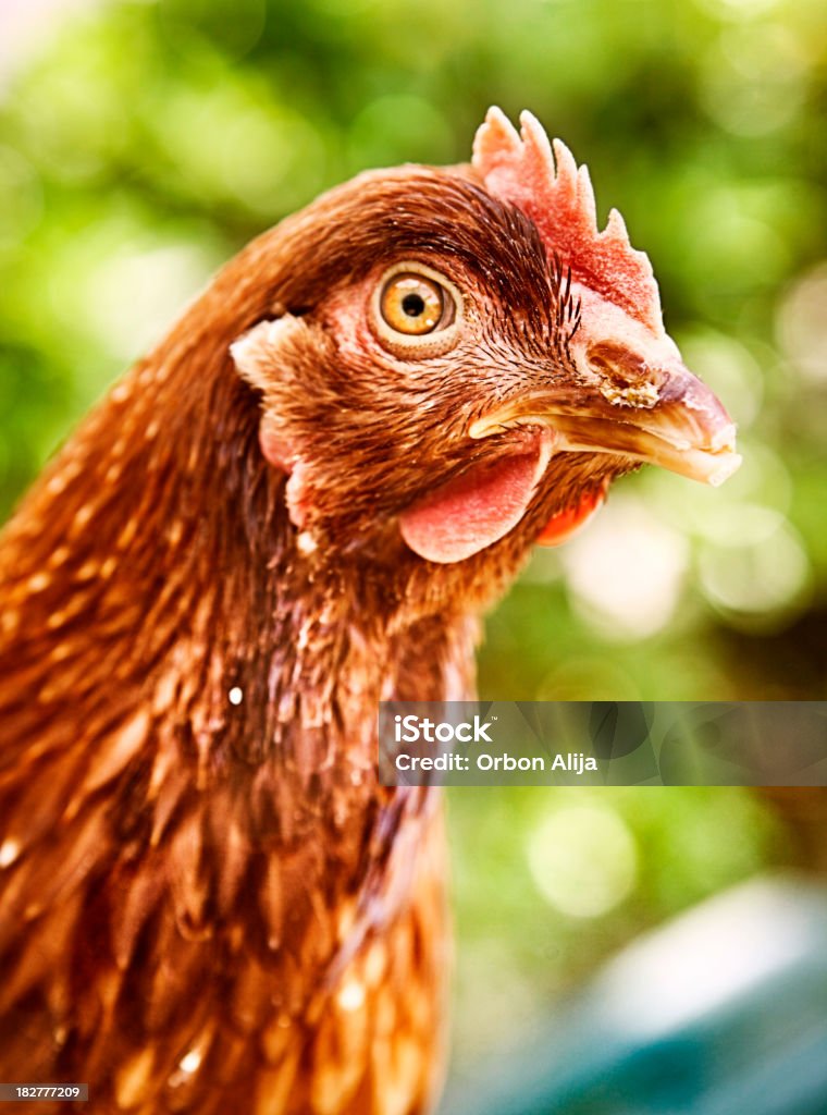 Hen - Photo de Agriculture libre de droits