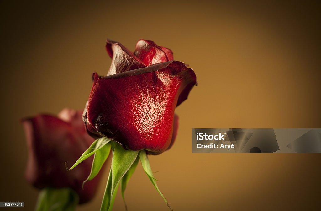 Due rosa rossa isolato su sfondo monocromatico - Foto stock royalty-free di Bellezza naturale