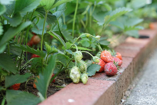 istock Strawberries in the garden 182777557
