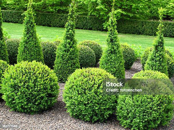 Buxus Bälle Für Den Verkauf Stockfoto und mehr Bilder von Dekoration - Dekoration, Baum, Hecke