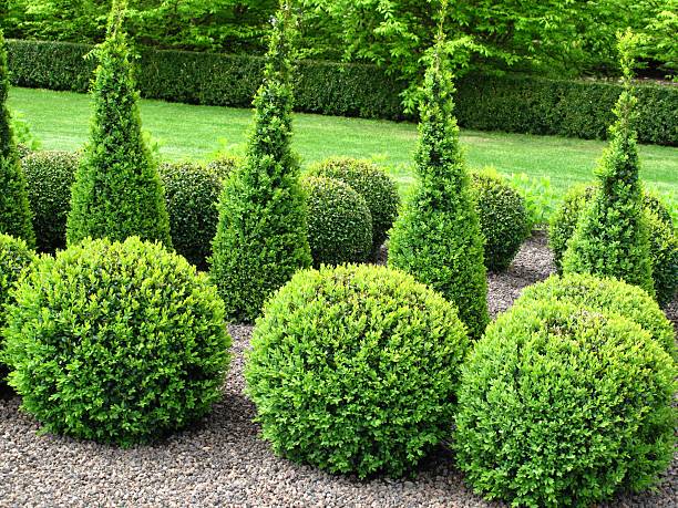 Buxus balls for sale Beautiful garden with buxus topiary stock pictures, royalty-free photos & images