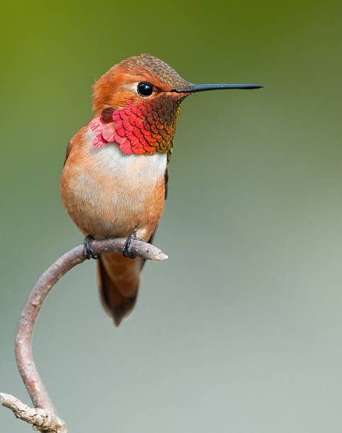 Rufous Hummingbird - Male stock photo