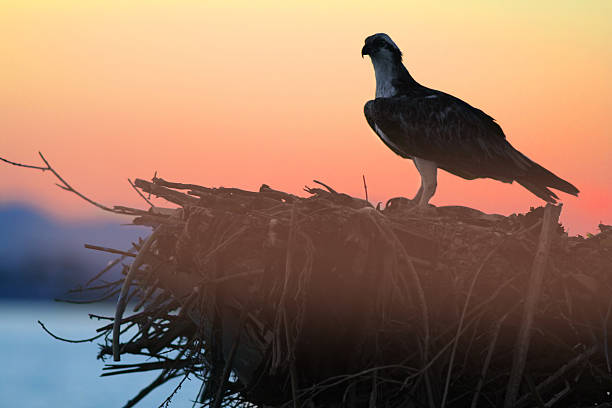 Osprey nest of miscellaneous trash and branches on a power line in Montana