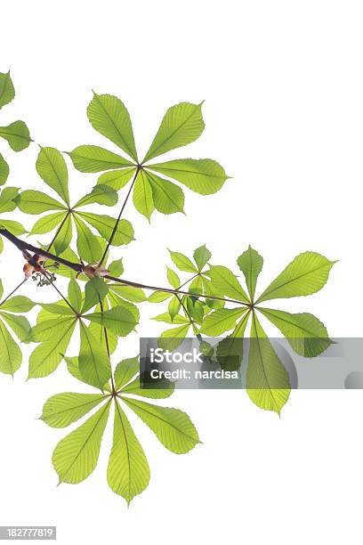 Foto de Chestnut Folhas Frescas Na Primavera Nos Eua e mais fotos de stock de Castanheiro - Castanheiro, Ramo - parte de uma planta, Branco