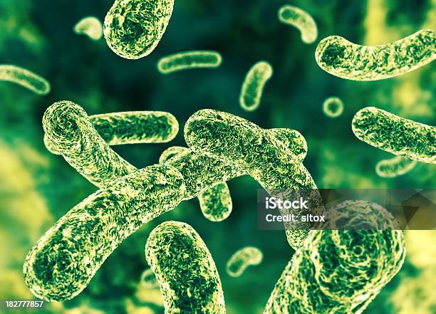 Bacteria Stock Photo - Download Image Now - Human Gastrointestinal Microbiota, Illustration, Bacterium