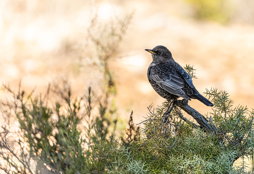 White-caped Blackbird or Turdus torquatus, passerine bird of the Turdidae family