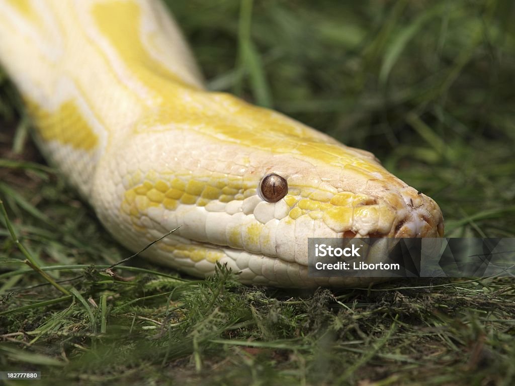 Python "Burmese Python yellow , selective focus" Animal Stock Photo