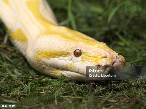 Python Stock Photo - Download Image Now - Animal, Animal Body Part, Animal Head