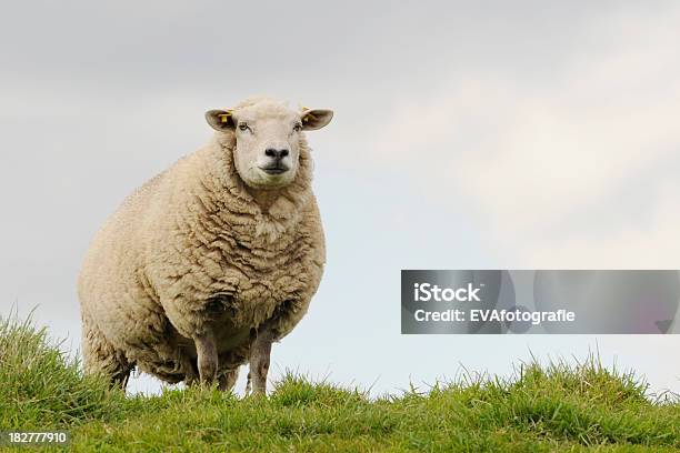 Typical Dutch Sheep Stock Photo - Download Image Now - Sheep, One Animal, Sky