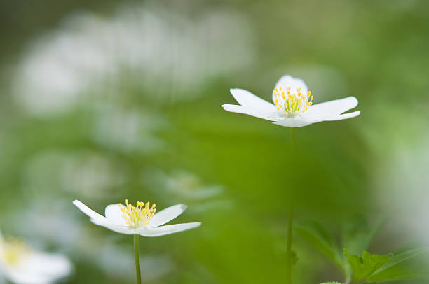 istock Spring flower, wood anemone 182777938