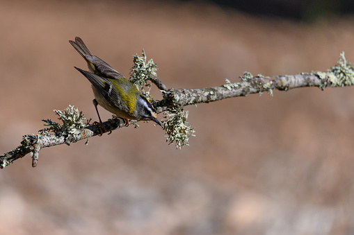 Firecrest or Regulus ignicapilla, perched on a twig