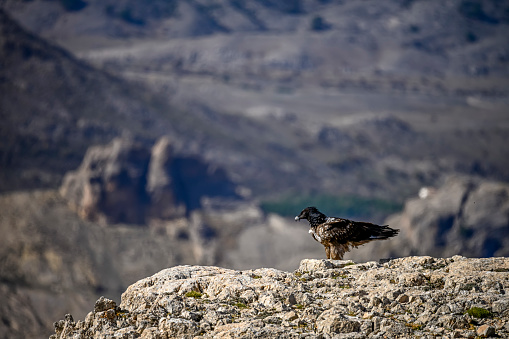 Bearded vulture or Gypaetus barbatus, perched on the rocks.