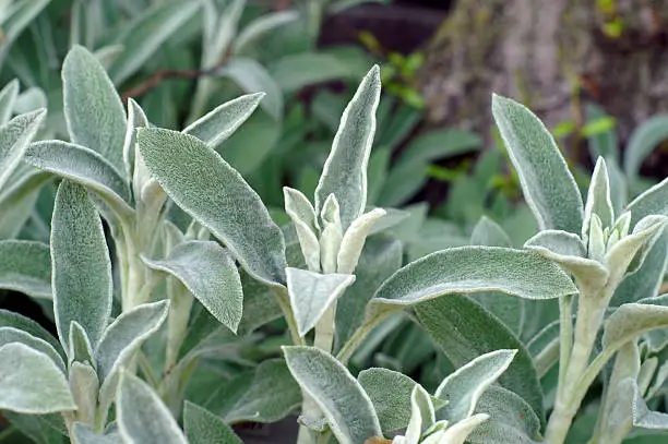 Photo of Lamb's Ear (Stachys Byzantina)