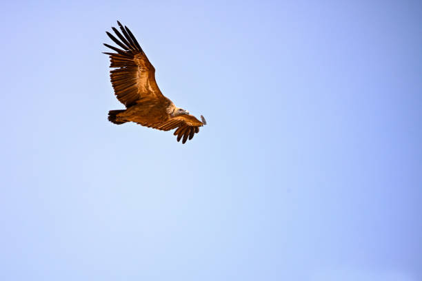 istock Griffon Vulture or Gyps fulvus in flight. 1827780705