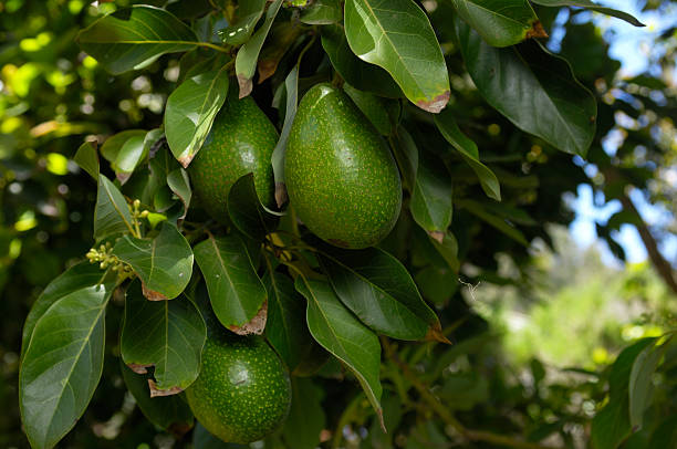 istock Close-up of Ripening Avacado On Tree 182778072