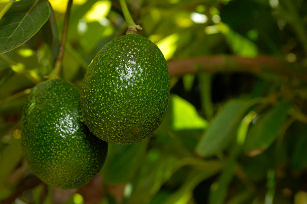 Close-up of Avocados ripening on the tree, Hass variety.