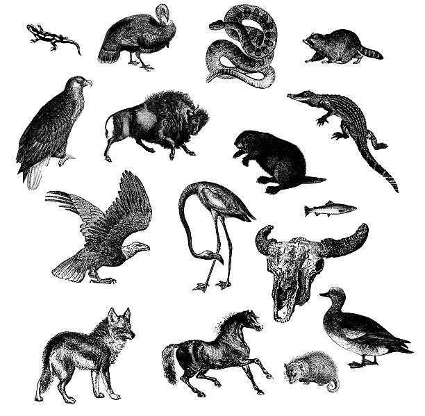 야생 동물을 북미 - american wigeon stock illustrations