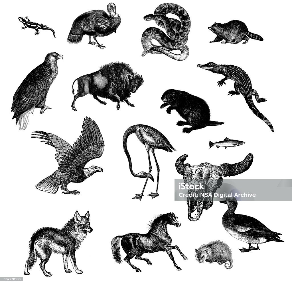 Wild Animals Of North America Stock Illustration - Download Image Now -  Illustration, Beaver, Coyote - iStock
