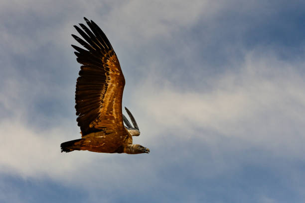 istock Griffon Vulture or Gyps fulvus in flight. 1827781225