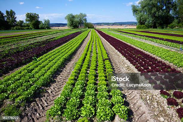 Feld Voll Salate Stockfoto und mehr Bilder von Feld - Feld, Salat - Blattgemüse, Blau