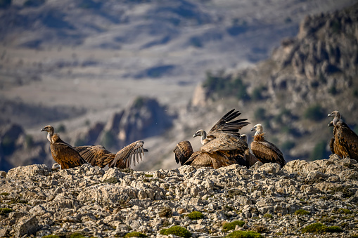 Griffon vultures or Gyps fulvus perched on the mountain