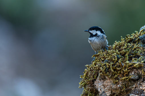 Great Tit, or Periparus ater, perched on a rock