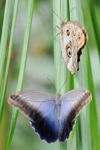 Two Owl Butterflies showing the top and under side of the wings
