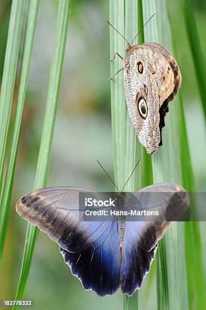 Dwa Owl Motyle Od Góry I Z Boku Skrzydła - zdjęcia stockowe i więcej obrazów Aranżacja - Aranżacja, Barwne tło, Bez ludzi